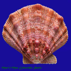 Nodipecten nodosus (Linnaeus, 1758)