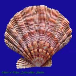 Nodipecten nodosus (Linnaeus, 1758) - Image 2
