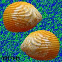 Trachycardium magnum (Linnaeus, 1758)