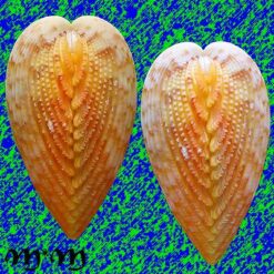 Trachycardium magnum (Linnaeus, 1758) - Image 2