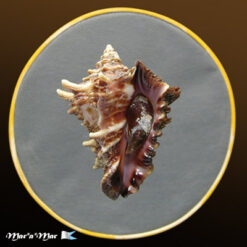 Vasum cassiforme (Kiener, 1841)