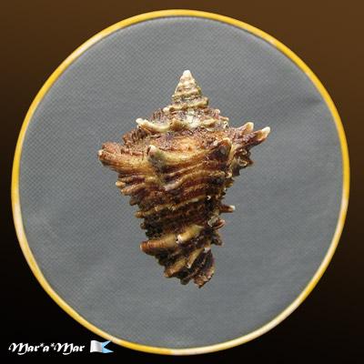 Vasum cassiforme (Kiener, 1841) - Imagem 2