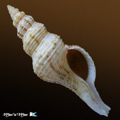 Fusinus sp.