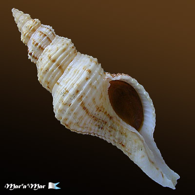 Fusinus sp.
