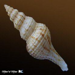 Fusinus sp. - Image 2
