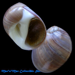 Polinices hepaticus (Roding, 1798)*