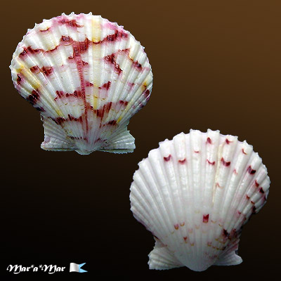 Argopecten noronhensis (E. A. Smith, 1885)