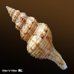 Fusinus sp - Imagem 2