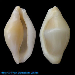 Cyphoma guerrinii Fehse, 2001