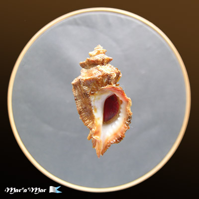 Vitularia salebrosa (king & Broderip, 1832)