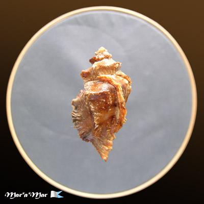 Vitularia salebrosa (king & Broderip, 1832) - Imagem 2