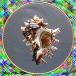 Hexaplex princeps (Broderip, 1833)