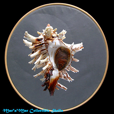 Hexaplex princeps (Broderip, 1833)