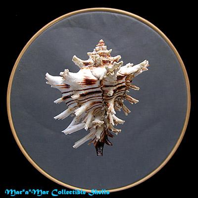 Hexaplex princeps (Broderip, 1833) - Imagem 2