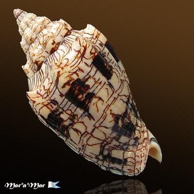 Voluta ebraea Linnaeus, 1758 - Imagem 2