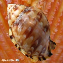 Phalium labiatum iheringe Carcelles, 1953 - Imagem 2