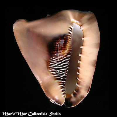 Cassis tuberosa (Linnaeus, 1758)