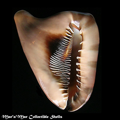 Cassis tuberosa (Linnaeus, 1758)