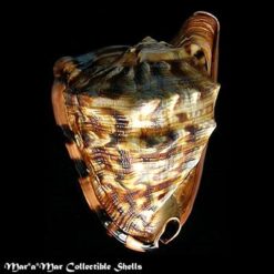 Cassis tuberosa (Linnaeus, 1758) - Imagem 2