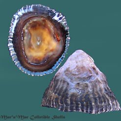 Siphonaria gigas Sowerby, 1825