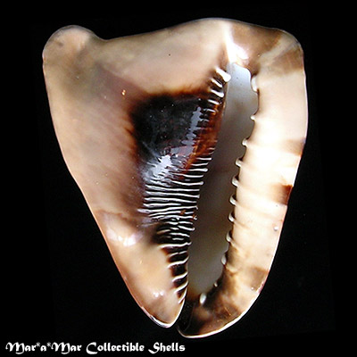 Cassis tuberosa (Linnaeus, 1758)