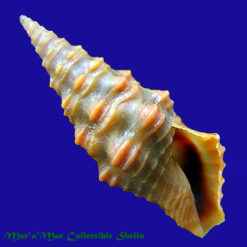 Pilsbryspira aureonodosa (Pilsbry & Lowe, 1932)