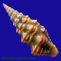 Alternative view of Pilsbryspira aureonodosa (Pilsbry & Lowe, 1932)