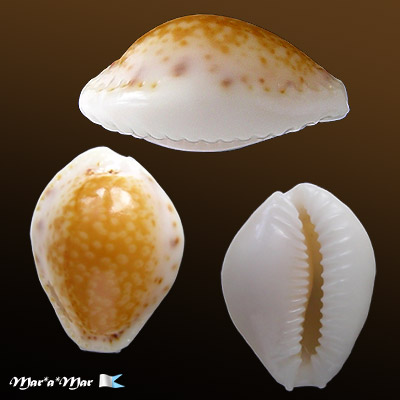 Cypraea (Erosaria) acicularis acicularis Gmelin, 1791