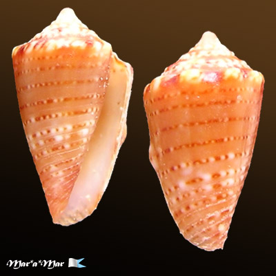 Conus schirrmeisteri Coltro, 2004