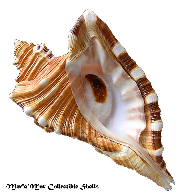 Cymatium raderi D“Attilio & Meyers, 1984