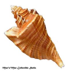 Cymatium raderi D“Attilio & Meyers, 1984 - Image 2