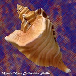 Cymatium raderi D´Attilio & Meyers, 1984 - Image 2