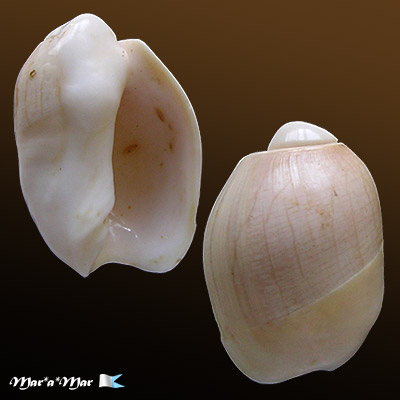 Olivancillaria vesica auricularia (Lamarck, 1810)