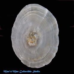 Umbraculum plicatum Von Martens, 1881*