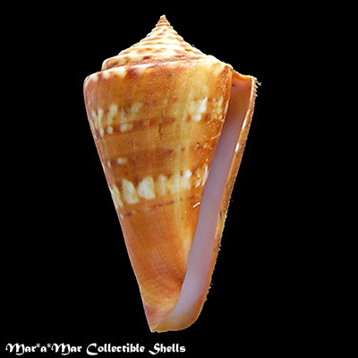 Conus carioca Petuch, 1986