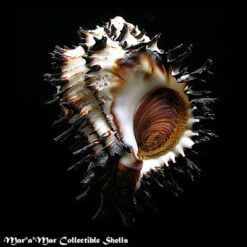 Muricanthus callidinus Gmelin,1791