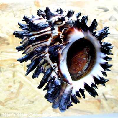 Hexaplex radix Gmelin,1791