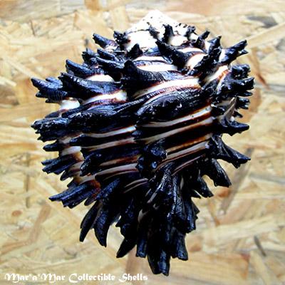 Hexaplex radix Gmelin,1791 - Imagem 2