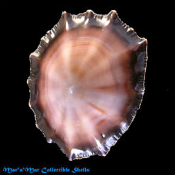 Siphonaria gigas Sowerby, 1825