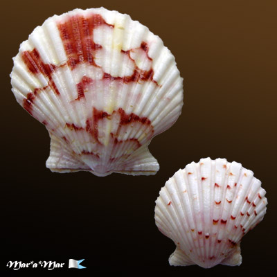 Argopecten noronhensis (E. A. Smith, 1885)