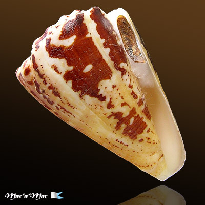 Conus regius Gmelin, 1791
