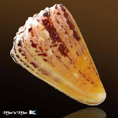 Conus regius Gmelin, 1791 - Image 2
