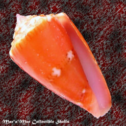 Conus pseudocardinalis Coltro, 2004