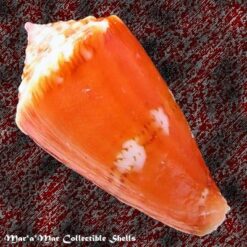 Conus pseudocardinalis Coltro, 2004 - Image 2