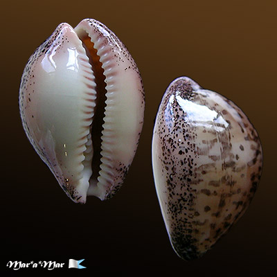 Cypraea (Luria) cinerea brasiliensis L. & H., 1993