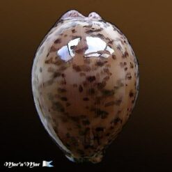 Cypraea (Luria) cinerea brasiliensis L. & H., 1993 - Image 2