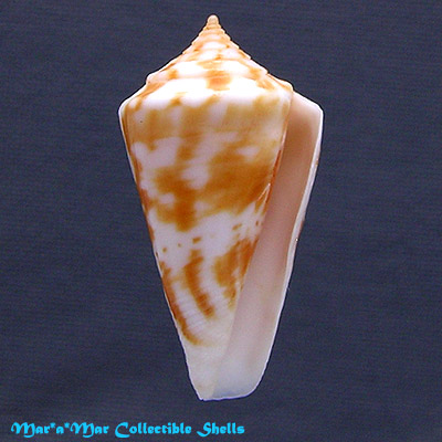 Conus cf. tostesi Petuch, 1986
