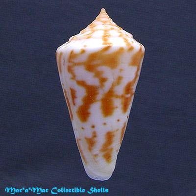 Conus cf. tostesi Petuch, 1986 - Image 2