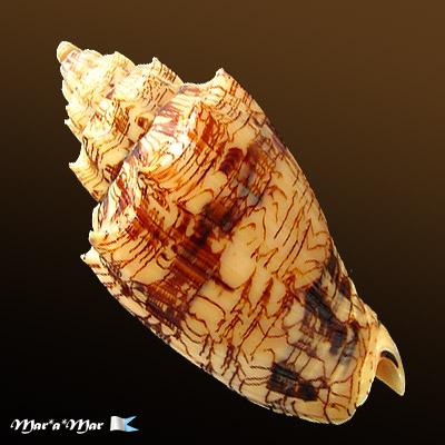 Voluta ebraea Linnaeus, 1758 - Imagem 2