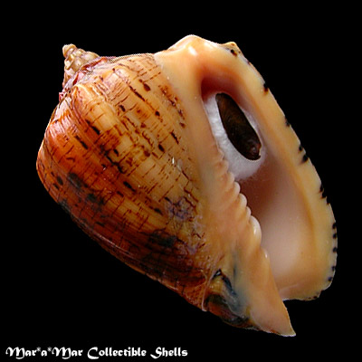 Voluta ebraea Linnaeus, 1758